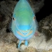 parrotfish_wb_ci_h_0054_cos1792.jpg